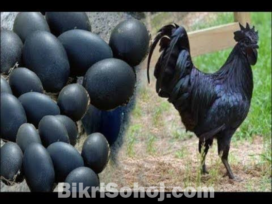 কাঁদাকনাথ কালো মুরগী